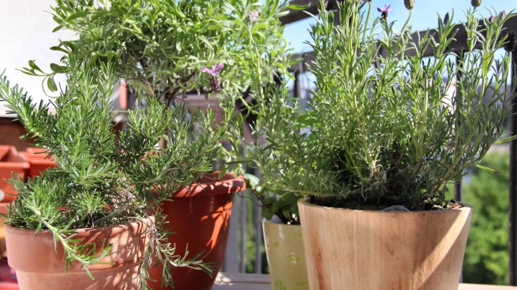 Como plantar alecrim em vasos e manter o aroma forte por meses com cuidados simples