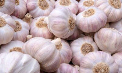 Comer alho todos os dias pode provocar mudanças interessantes no funcionamento do corpo