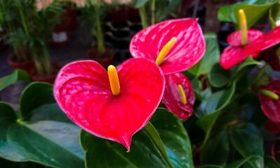 Antúrio rosa é a escolha que muita gente faz quando quer marcar um momento especial