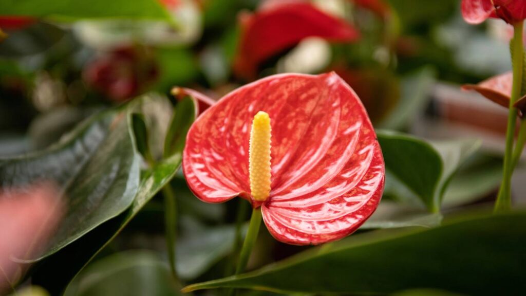 O antúrio vermelho é uma planta bela e resistente, fácil de se manter e cuidar - Créditos: depositphotos.com / CinnamonStudio17@gmail.com