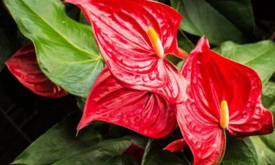 Só depois de um tempo percebi que aquela planta sem nome era um antúrio