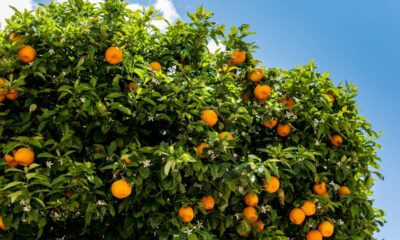 7 árvores frutíferas para plantar no quintal com crescimento rápido