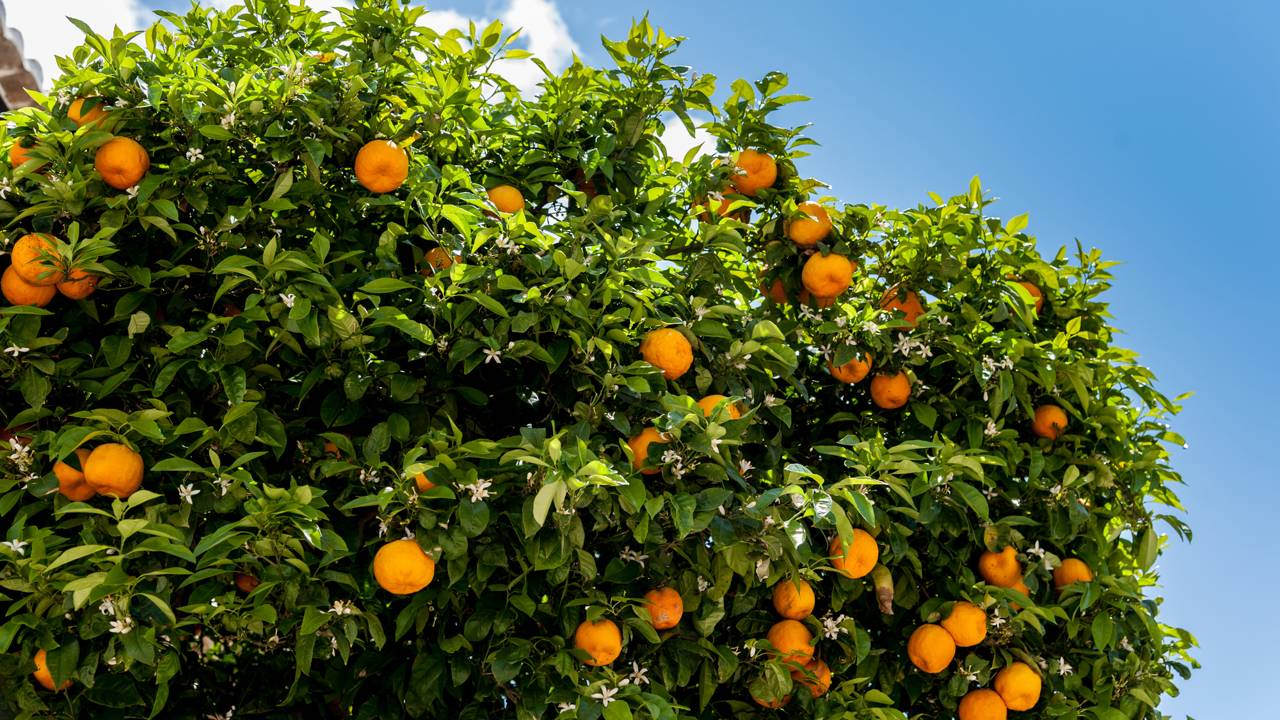 7 árvores frutíferas para plantar no quintal com crescimento rápido