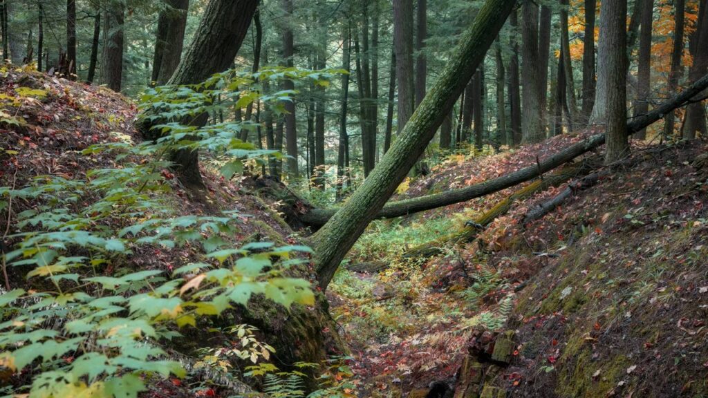 Há um fenômeno discreto que faz algumas árvores surgirem apenas em áreas de rios antigos