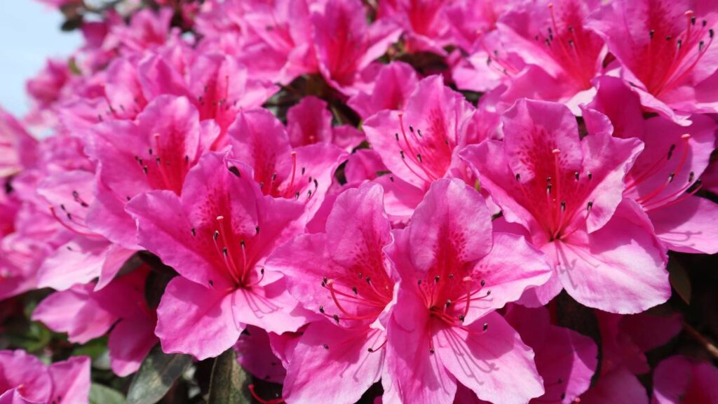 Quanto custa cultivar uma azaleia em casa e ter um ambiente mais colorido e florido