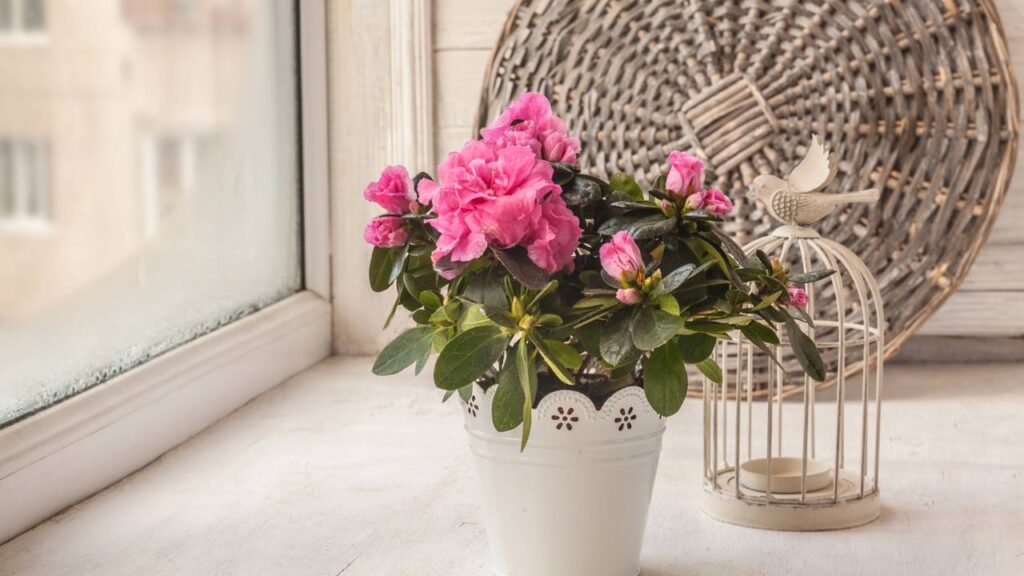 Parei de usar adubo químico e minhas azaleias ficaram lindas de verdade