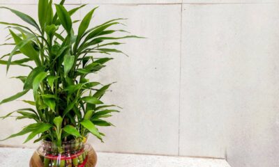Como cultivar bambu da sorte em casa e manter a planta sempre saudável