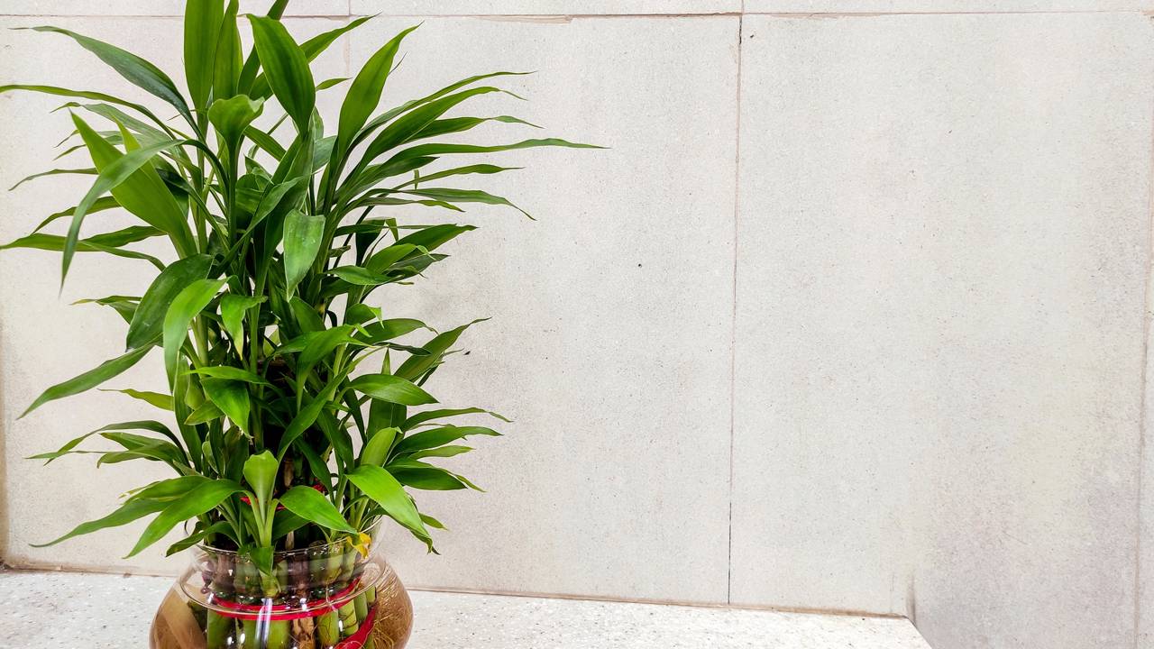 Como cultivar bambu da sorte em casa e manter a planta sempre saudável