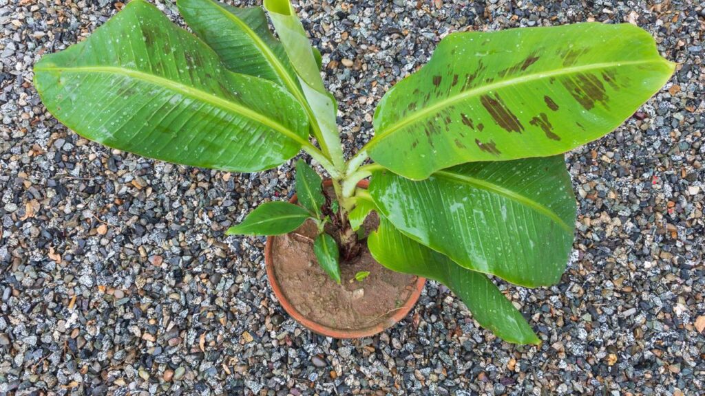 Plantar banana prata do jeito certo aumenta as chances de colher no primeiro ano