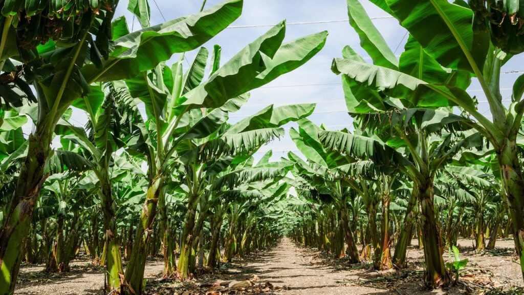 A planta tropical fácil de plantar que dá frutos, refresca o ar e transforma o visual do seu quintal com pouco cuidado
