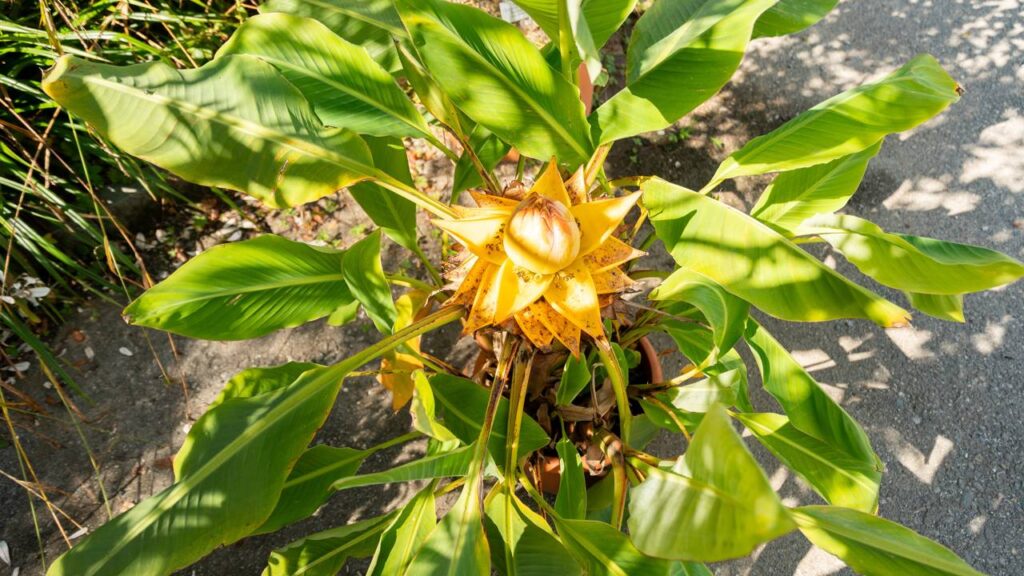 Descobri que o vento forte era o motivo da minha bananeira nanica não crescer