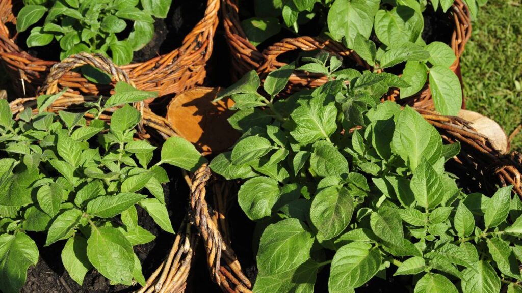 Como plantar batata inglesa e colher até 5 kg por balde