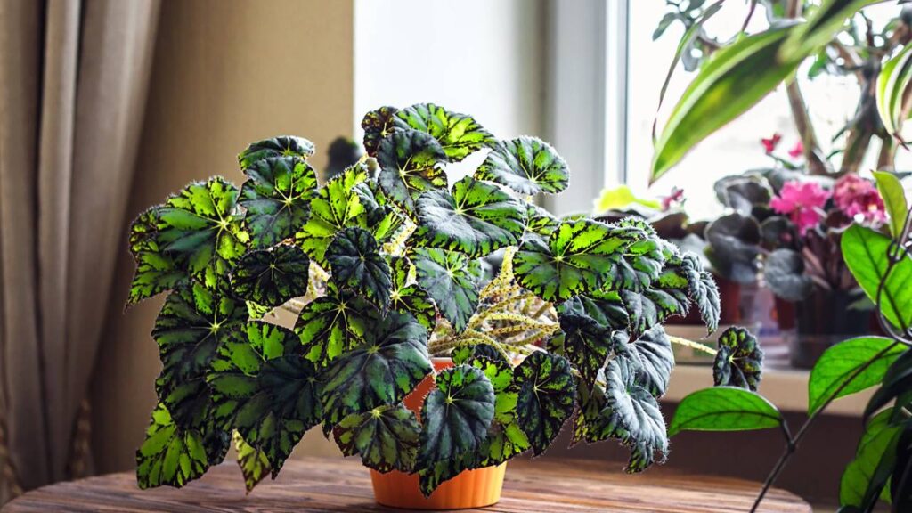 Pouca gente sabe, mas a begônia-rex transmite algo além da beleza