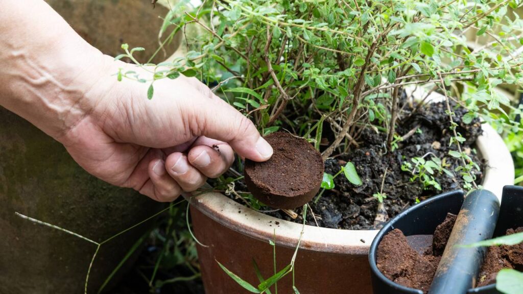 Essa forma de usar borra de café no jardim evita problemas que muita gente nem imagina