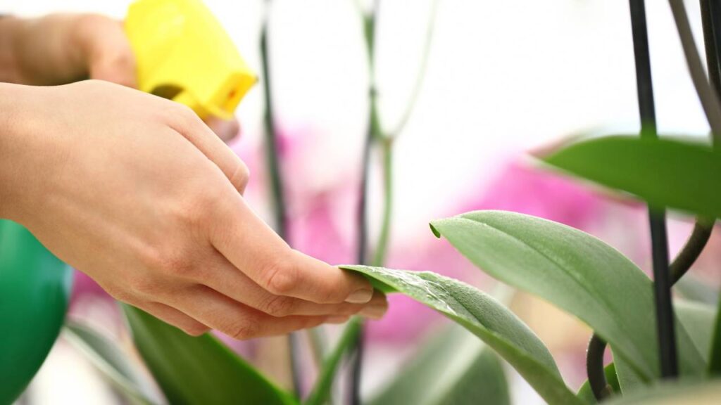 Esse adubo caseiro é usado para estimular a floração de roseiras e orquídeas