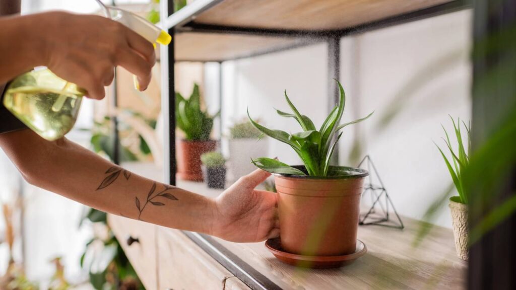 O alho traz um reforço natural ao jardim e ajuda até as plantas mais sensíveis