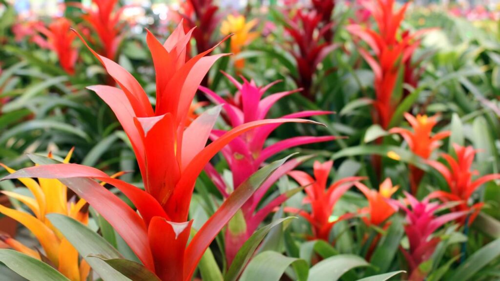 8 plantas que adoram sombra e crescem bem dentro de casa