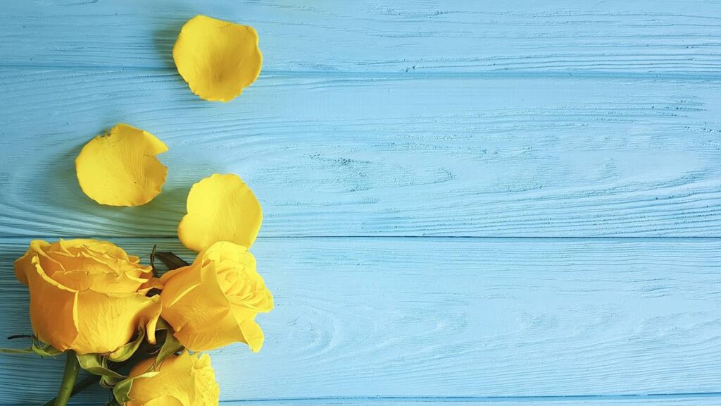 O simbolismo da rosa amarela vai muito além da cor e surpreende