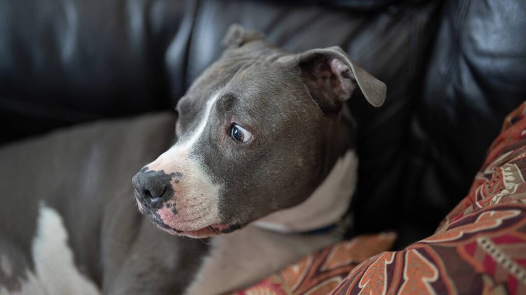 Por que cães ficam inquietos horas antes dos trovões e deixam os tutores intrigados