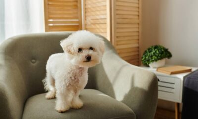 Quanto custa ter um cachorro pequeno em casa e como planejar os gastos