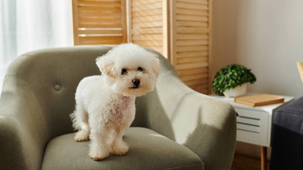 Quanto custa ter um cachorro pequeno em casa e como planejar os gastos