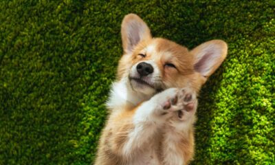 Quanto custa manter nosso cachorrinho bem cheiroso e limpinho o tempo todo