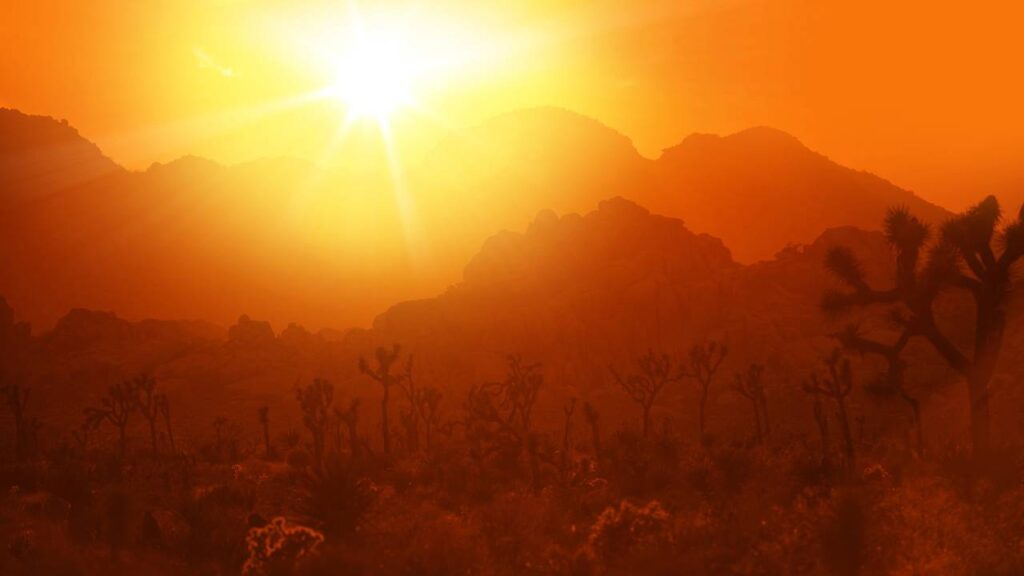 Algumas sementes só germinam depois do fogo e isso acontece por um motivo natural