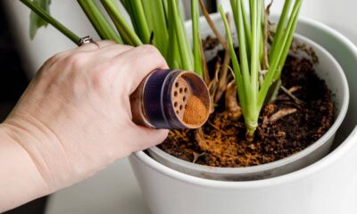Colocar canela no jardim deixa muita gente curiosa e pode mudar a forma como você cuida das suas plantas