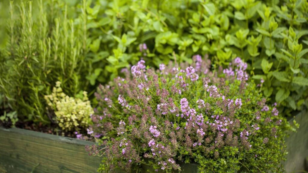 Plantar ervas medicinais do jeito certo garante um cultivo mais sustentável em casa