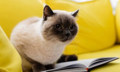 Gato com rosto escuro e corpo claro sentado em sofá amarelo com livro aberto.