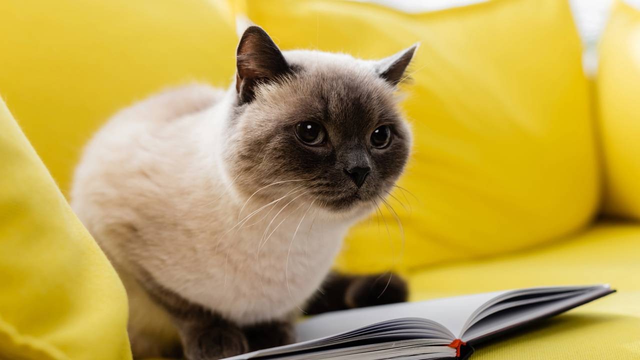 Gato com rosto escuro e corpo claro sentado em sofá amarelo com livro aberto.