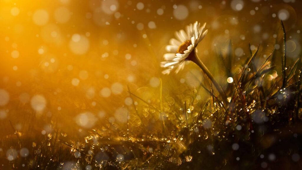 O aroma da chuva após dias secos desperta uma sensação difícil de ignorar