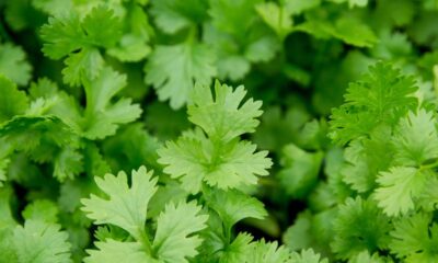 Como cultivar coentro em casa e ter folhas sempre frescas mesmo com pouco espaço
