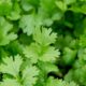 Como cultivar coentro em casa e ter folhas sempre frescas mesmo com pouco espaço