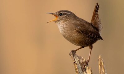Quando o tempo vai mudar, o canto da corruíra costuma ficar diferente