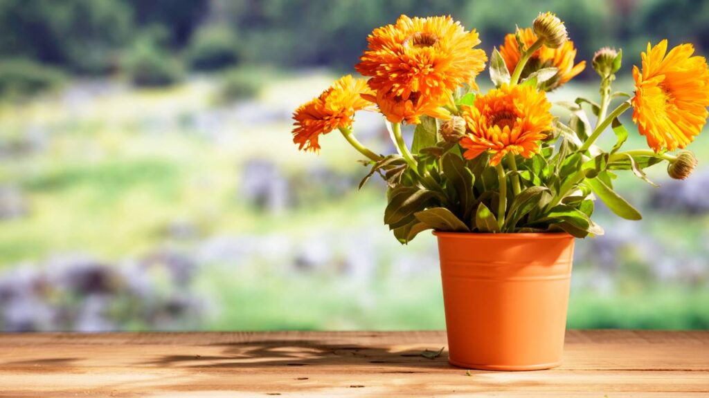 Essa planta simples é usada para afastar pragas dentro de casa naturalmente