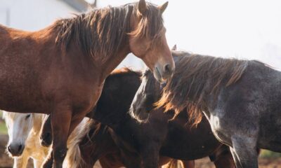 Quanto custa manter um cavalo por mês e o que você precisa considerar antes de criar um animal
