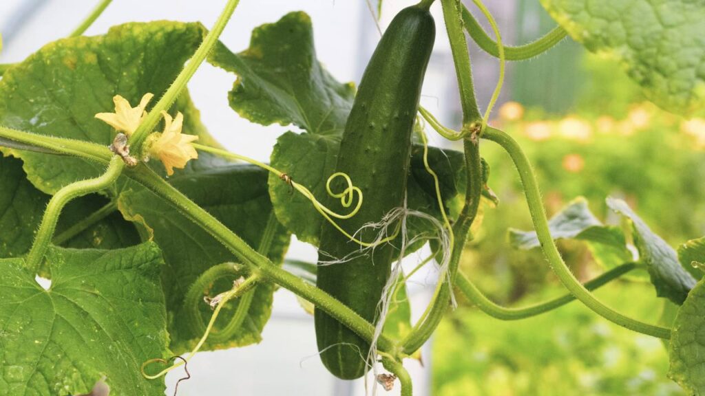 Plantar pepino japonês em casa levanta dúvidas