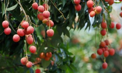 Cachos de lichias vermelhas e maduras penduradas em galhos verdes de uma árvore.