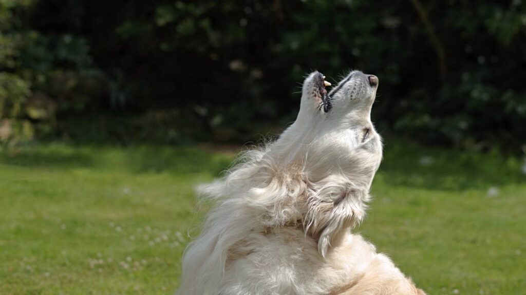 O que significa quando seu cachorro uiva muito? Veja o que pode estar por trás desse comportamento tão instintivo