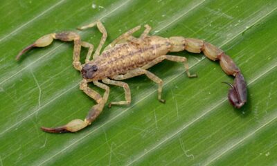 Plantas que atraem cobras e escorpiões podem estar no seu quintal e conhecer essas 7 espécies evita riscos perigosos