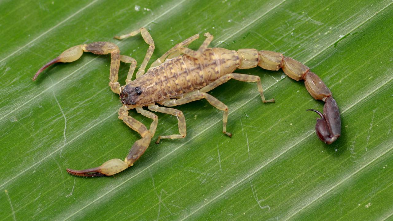 Plantas que atraem cobras e escorpiões podem estar no seu quintal e conhecer essas 7 espécies evita riscos perigosos