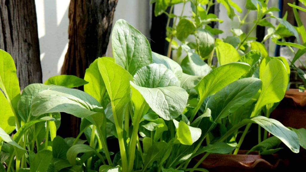 Como cultivar espinafre e alcançar folhas grandes e vistosas no momento certo