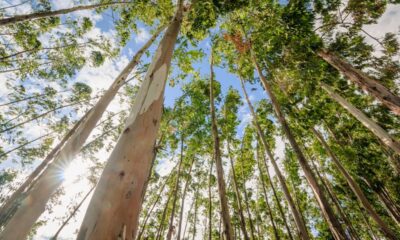 Uma árvore libera um perfume natural sempre que o tempo está prestes a mudar