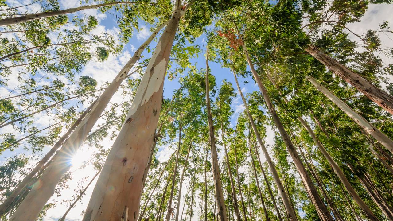Uma árvore libera um perfume natural sempre que o tempo está prestes a mudar