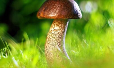 Cientistas criam fungo mais nutritivo e eficiente que a carne