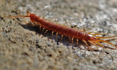 Lacraias, minhocas e gongolos: quem é quem no mundo dos invertebrados