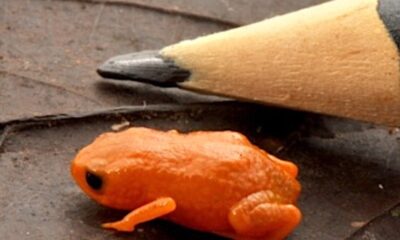 Pesquisador faz homenagem ao presidente Lula com nome de sapo