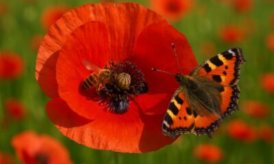 Delicada por fora, perigosa por dentro: a história do cultivo da papoula