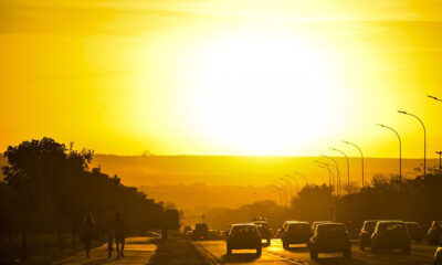 Animais que aparecem com frequência dentro das casas no verão
